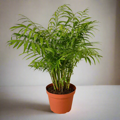 Parlor Palm Plant