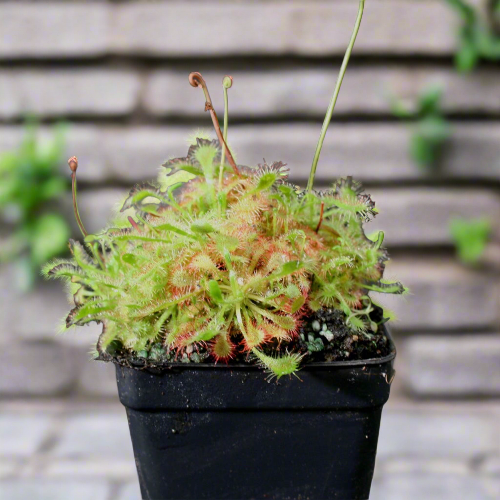 Drosera Spatulata "SunDew '