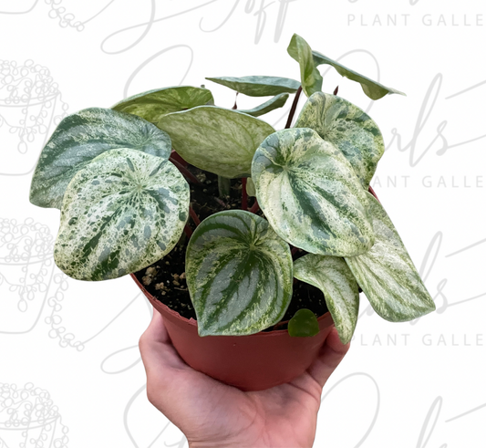 Peperomia 'Watermelon Variegated'