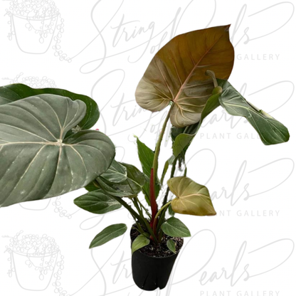 Philodendron 'Summer Glory'