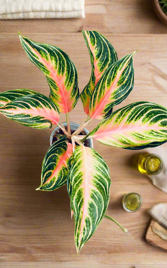 Aglaonema Pink Sunset