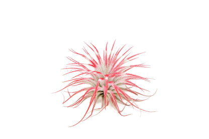 Color Enhanced Peppermint Swirl Tectorum Air Plants