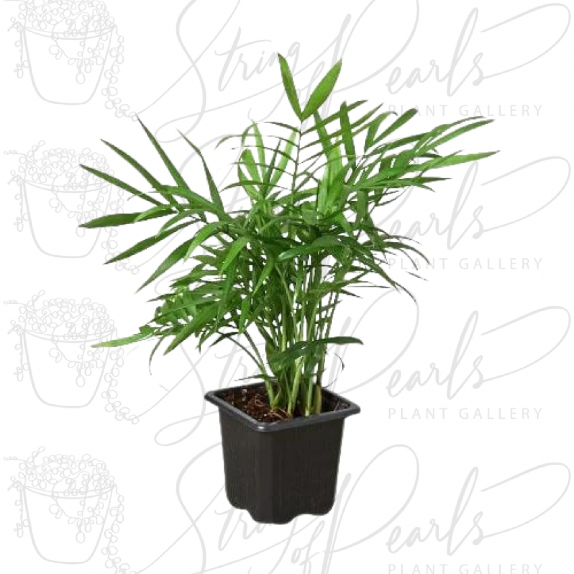 Parlor Palm Plant