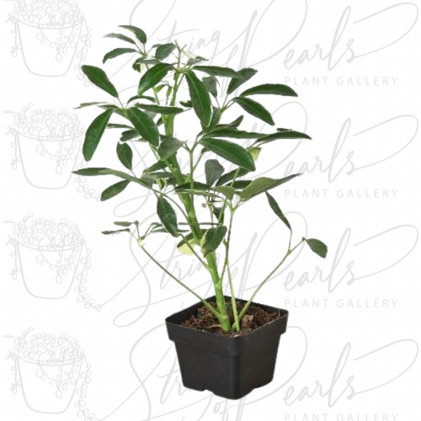 Schefflera Moonlight 'Umbrella Plant'