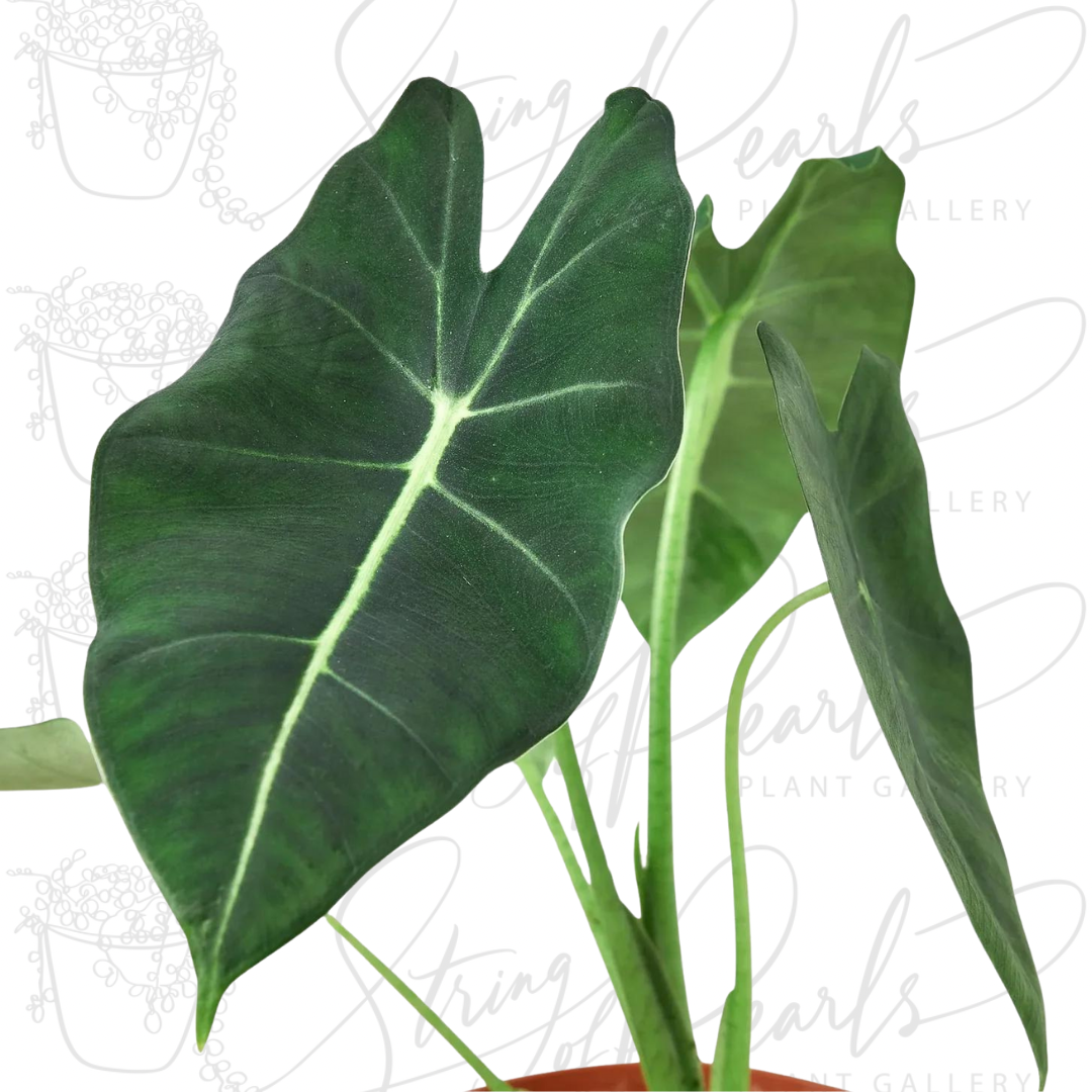 A photo of Alocasia Micholitziana  Frydek leaves are arrowhead-shaped and have a soft, velvety texture, adding a luxurious feel to any indoor plant collection.