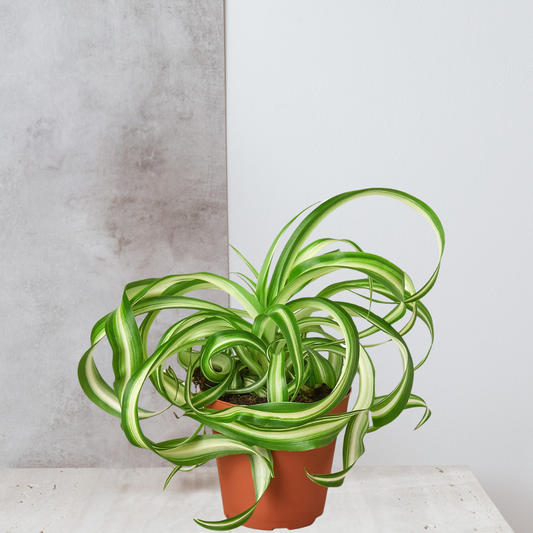 Spider Plant 'Bonnie'