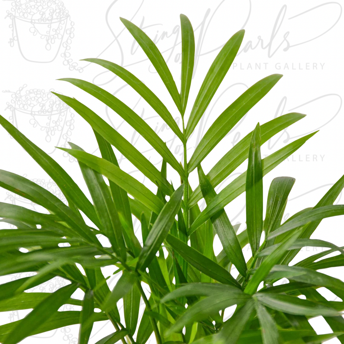 Parlor Palm Plant