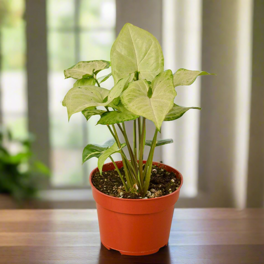 Syngonium White Butterfly