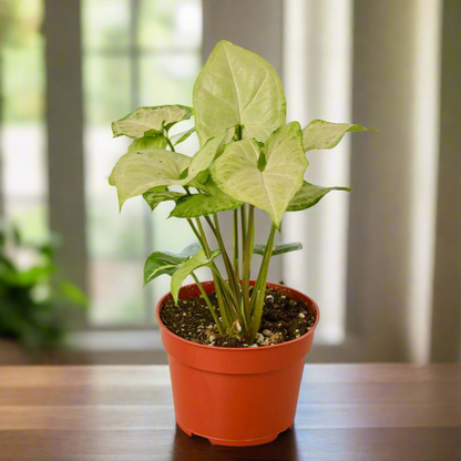 Syngonium White Butterfly