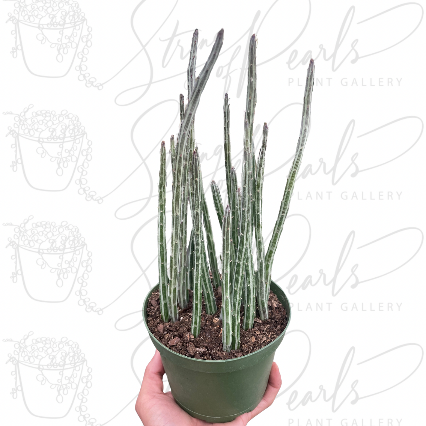 Senecio Stapeliiformis Pickle Plant