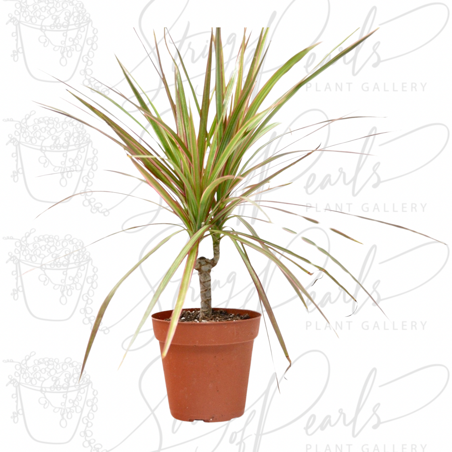 Dracaena 'Red Margined' - 4" Pot