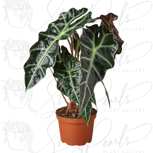 Alocasia Polly 'African Mask'