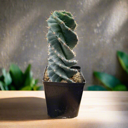 Cereus forbesii spiralis | Sprial Cactus