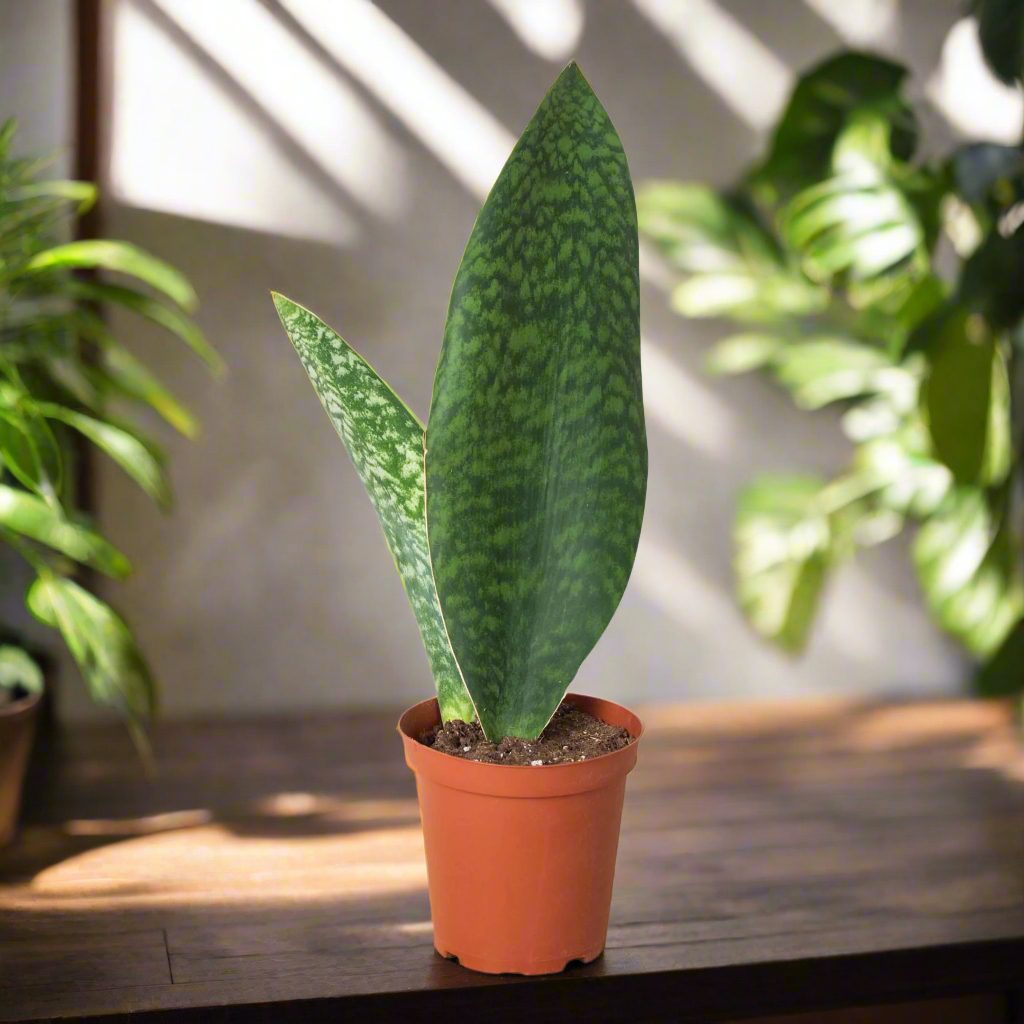 Shark Fin Snake Plant