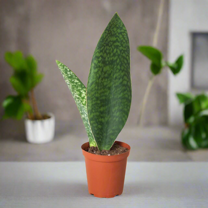 Shark Fin Snake Plant