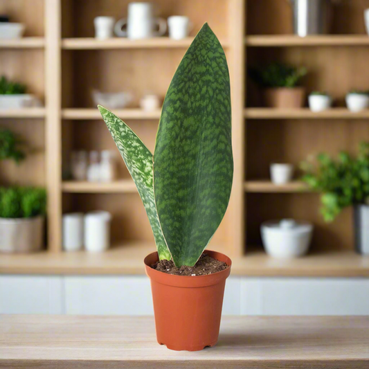 Shark Fin Snake Plant