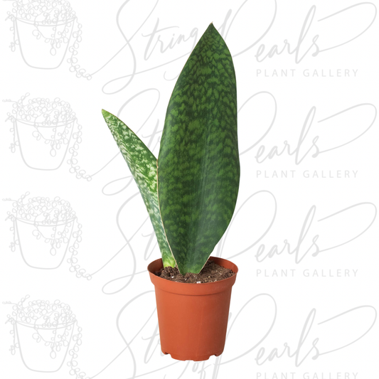 Shark Fin Snake Plant