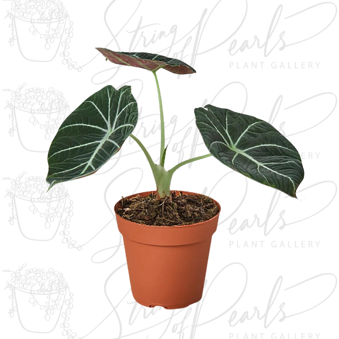 A potted Alocasia Black Velvet plant, characterized by its striking dark green, almost black, velvety leaves with prominent white veins. The leaves are heart-shaped and slightly rounded, creating a bold contrast with the light green stems. The plant is displayed in a simple terracotta pot.