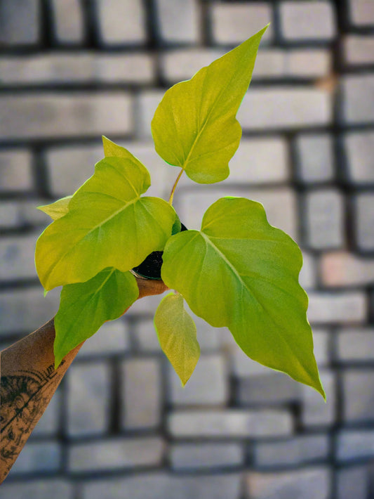 Green leafy plant held against a corrugated metal background