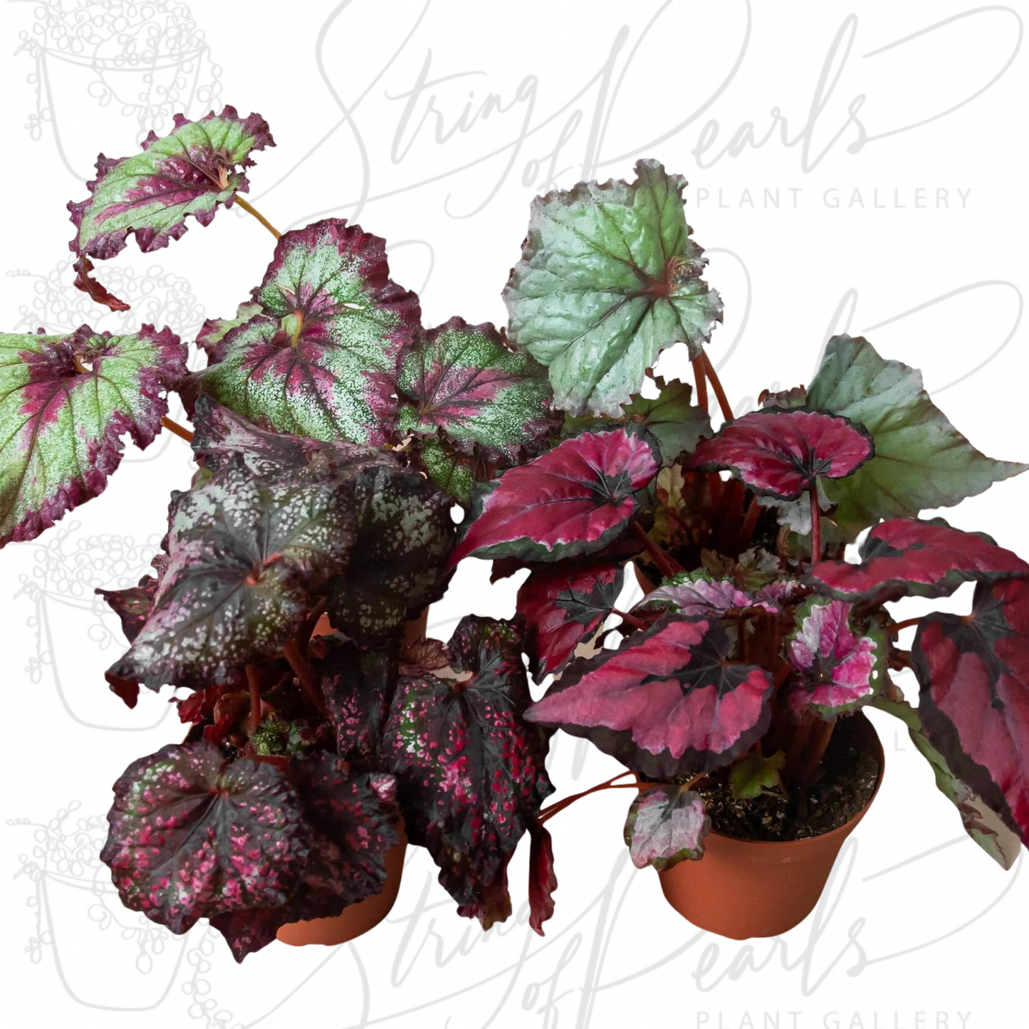 Begonia 'Rex' - 4 Pack Variety