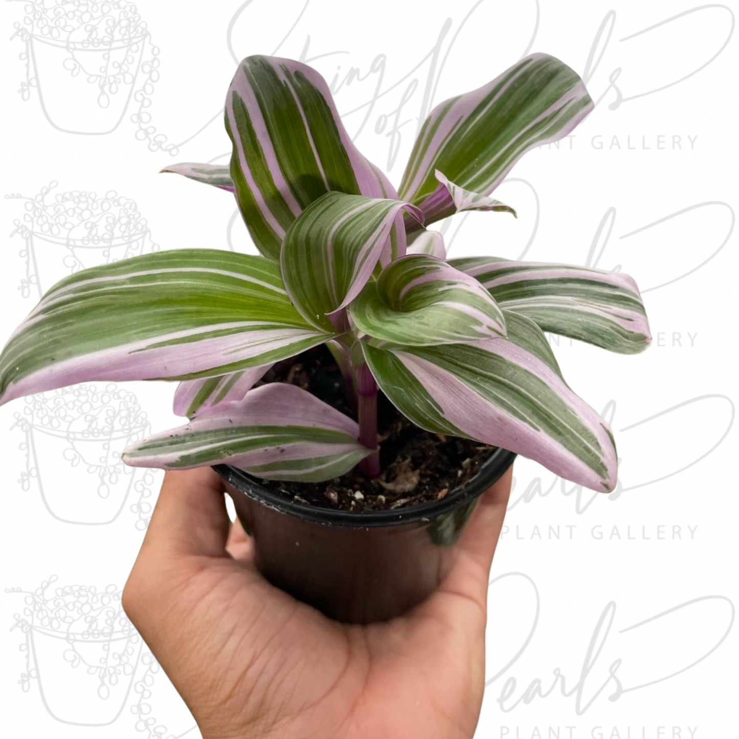 Tradescantia 'Nanouk'