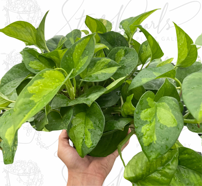 Pothos 'Global Green'