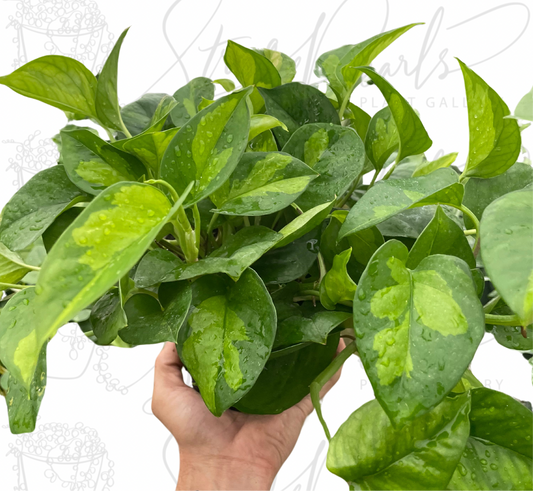 Pothos 'Global Green'