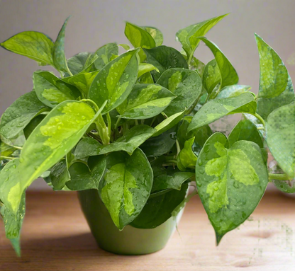 Pothos 'Global Green'