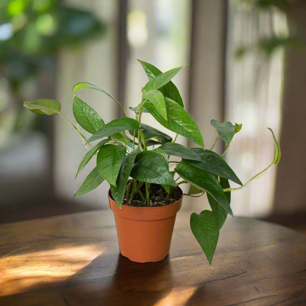 Pothos 'Cebu Blue'