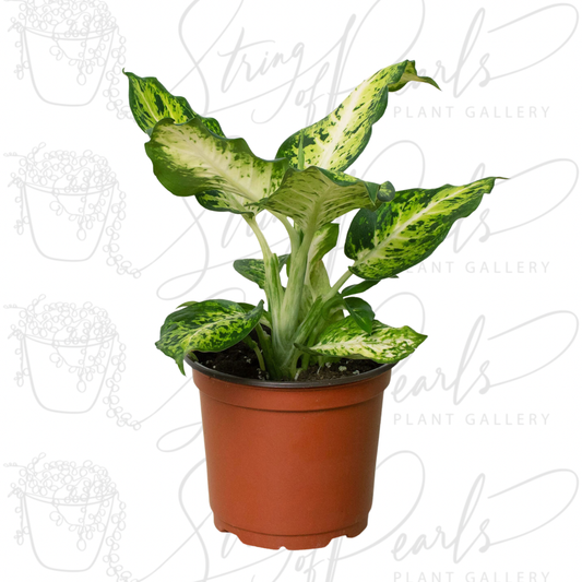 Dieffenbachia 'Amy'