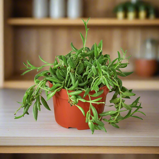 Succulent 'String of Bananas'
