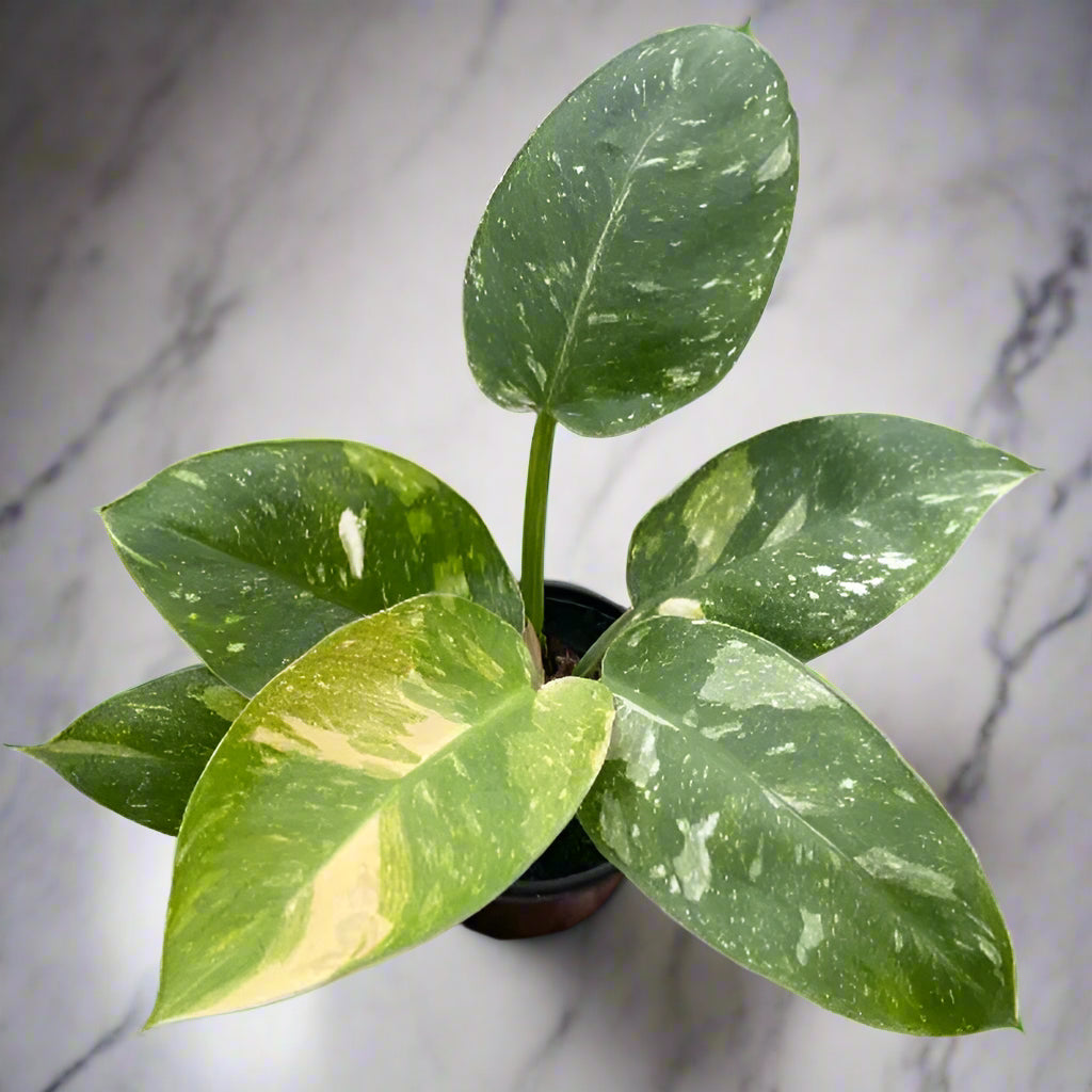 Philodendron 'Congo Nuclear'