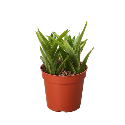 Aloe 'Tiger Tooth'