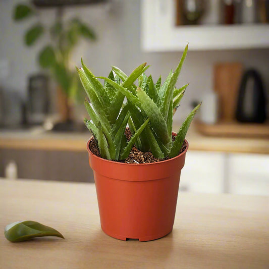 Aloe 'Tiger Tooth'