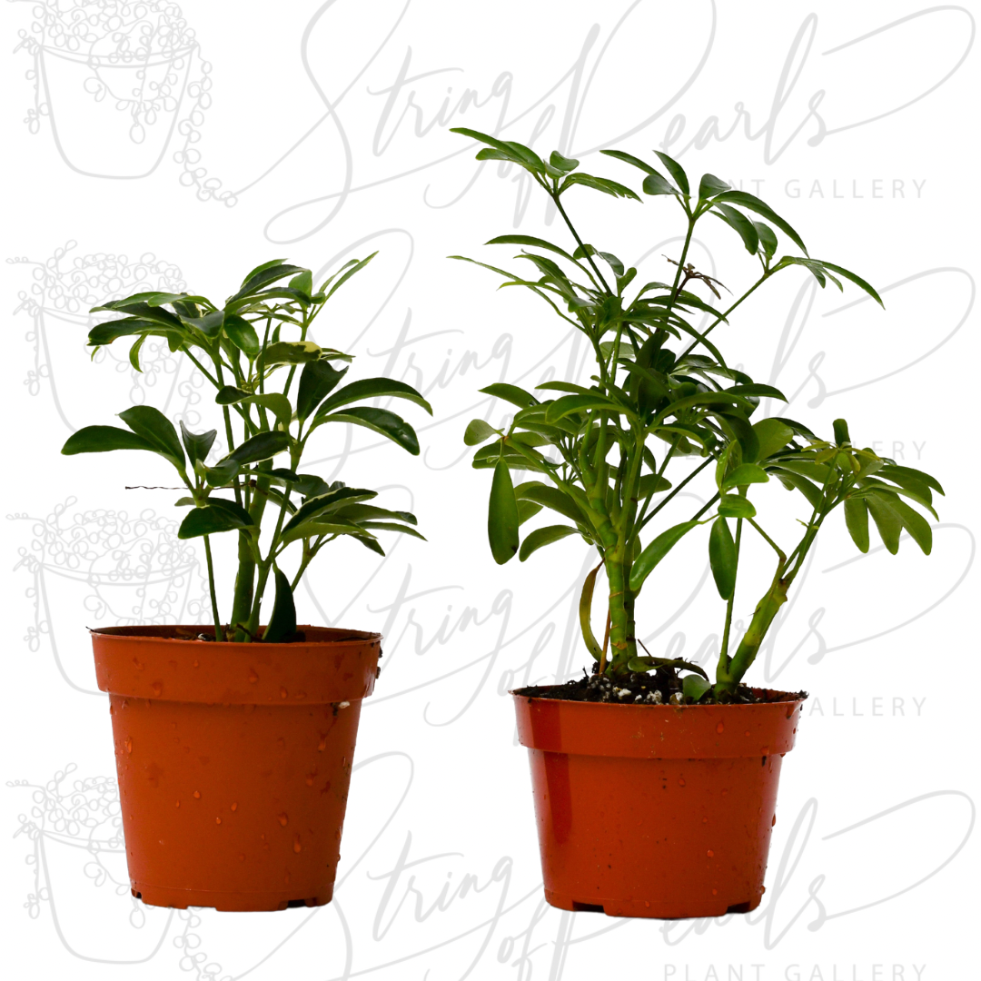 A pair of potted Schefflera plants, commonly known as Umbrella Plants, each with glossy green, umbrella-like leaves. The plants are displayed in terracotta-colored pots, showcasing their vibrant, lush foliage. Schefflera plants are popular indoor plants known for their easy care and attractive leaf structure.