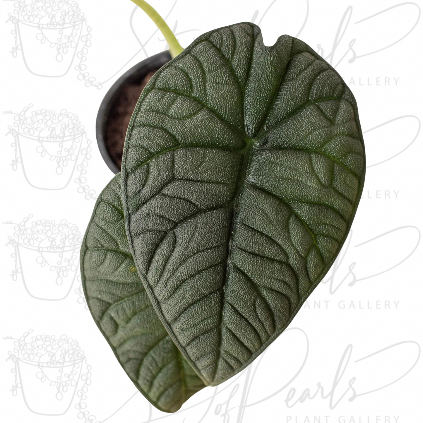 Close-up of the top view of an Alocasia 'Melo' plant showing its dark green, deeply veined, and textured leaves.