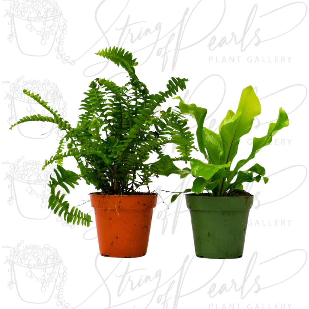 A pair of potted ferns, including a Boston Fern (Nephrolepis exaltata) on the left with lush, arching fronds, and a Bird's Nest Fern (Asplenium nidus) on the right with broad, wavy, bright green fronds. These ferns are popular houseplants known for their distinctive foliage and ability to thrive in indoor environments.