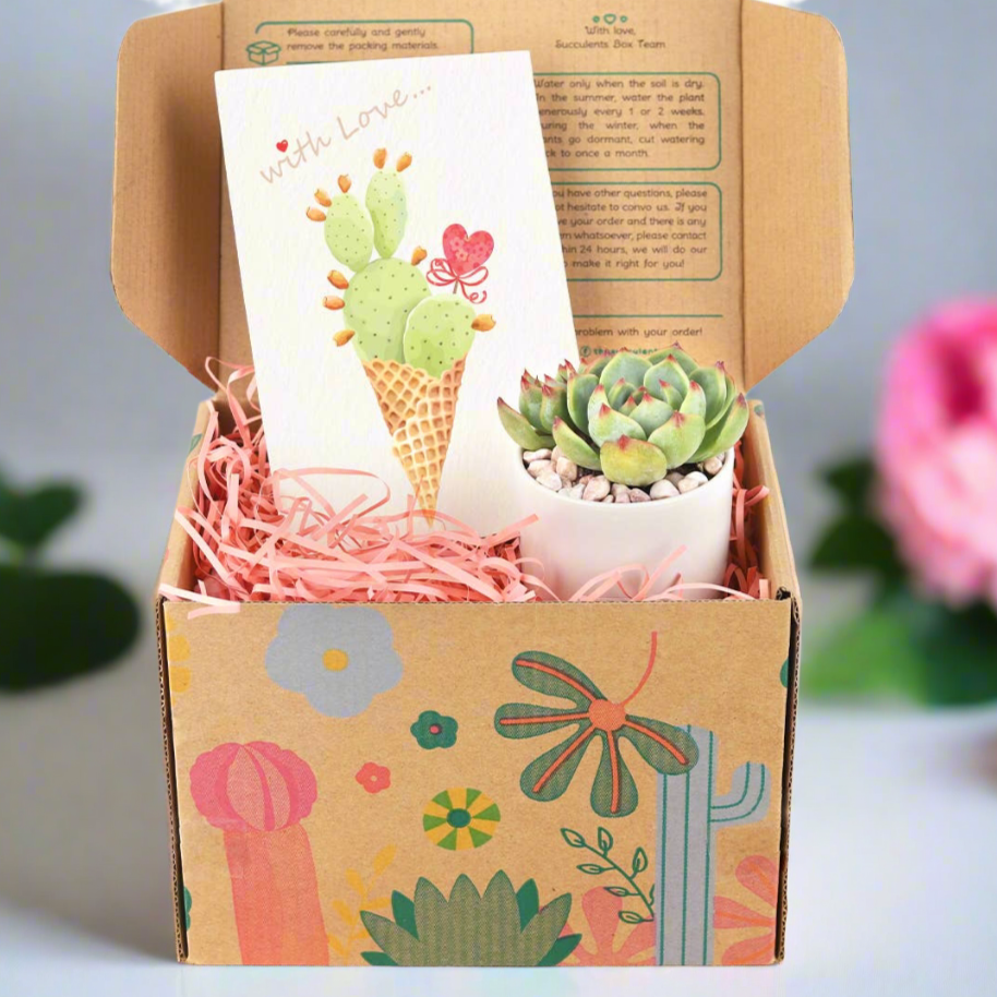 Valentine Gift Box - 1 Succulent