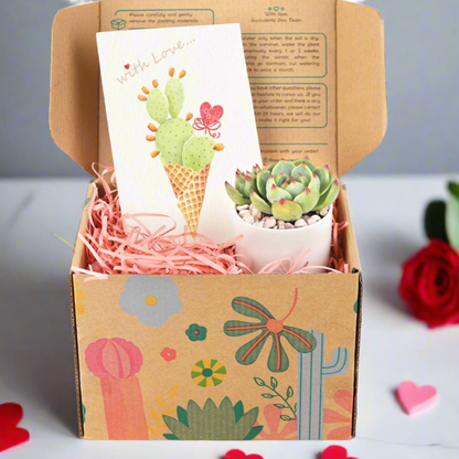 Valentine Gift Box - 1 Succulent