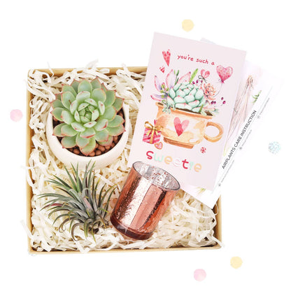 Valentine Gift Box - Succulent And Airplant