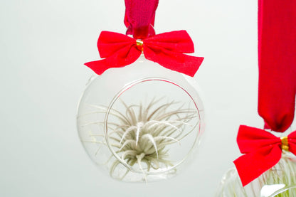 Mini Velvet Bow Ornament Globes with Assorted Air Plants