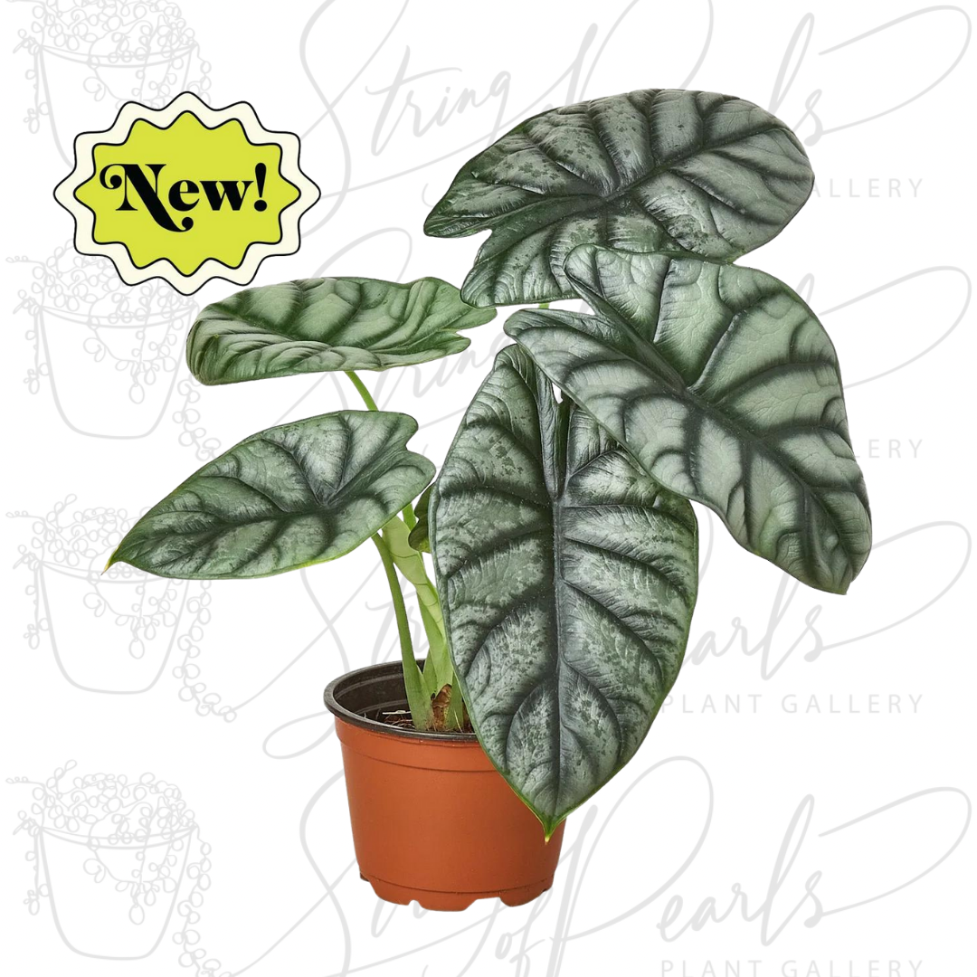 Alocasia Silver Dragon