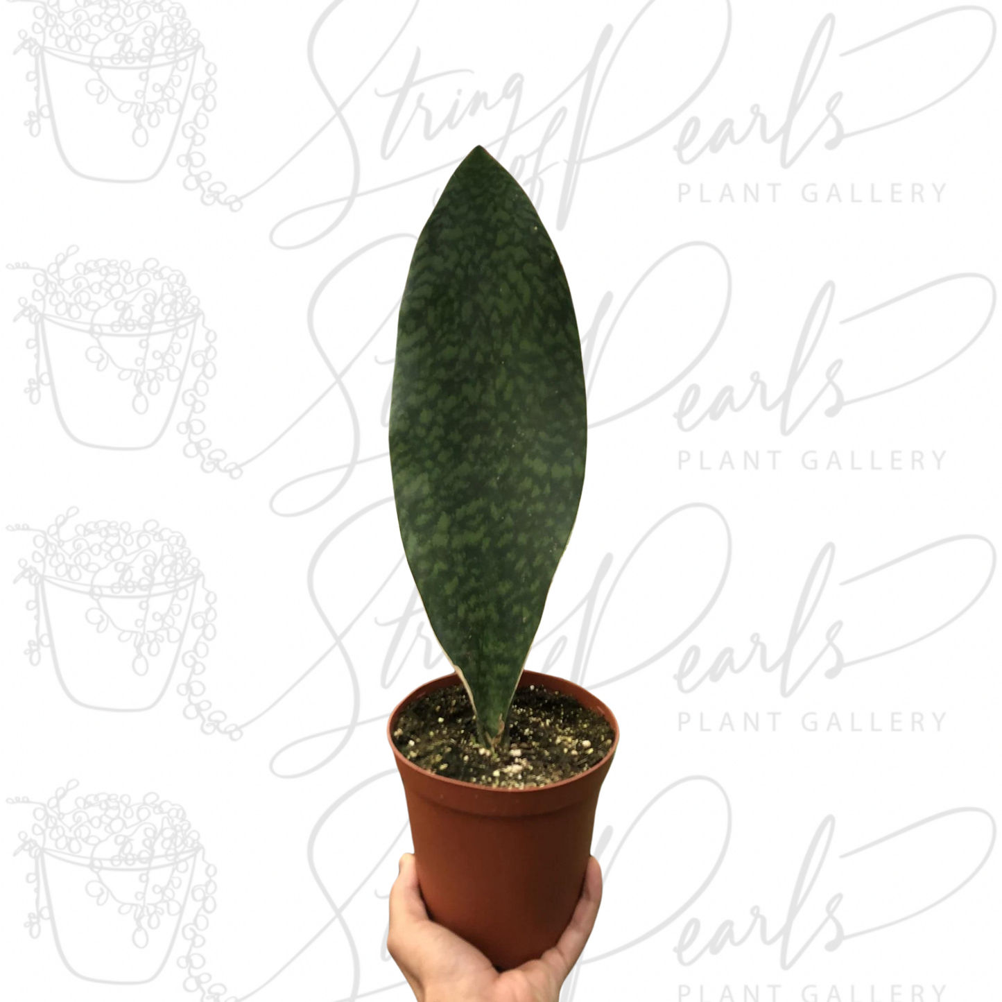 Shark Fin Snake Plant