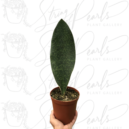 Shark Fin Snake Plant