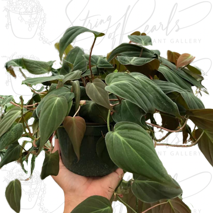 Philodendron 'Velvet'