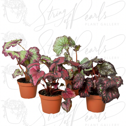 Begonia 'Rex' - 4 Pack Variety