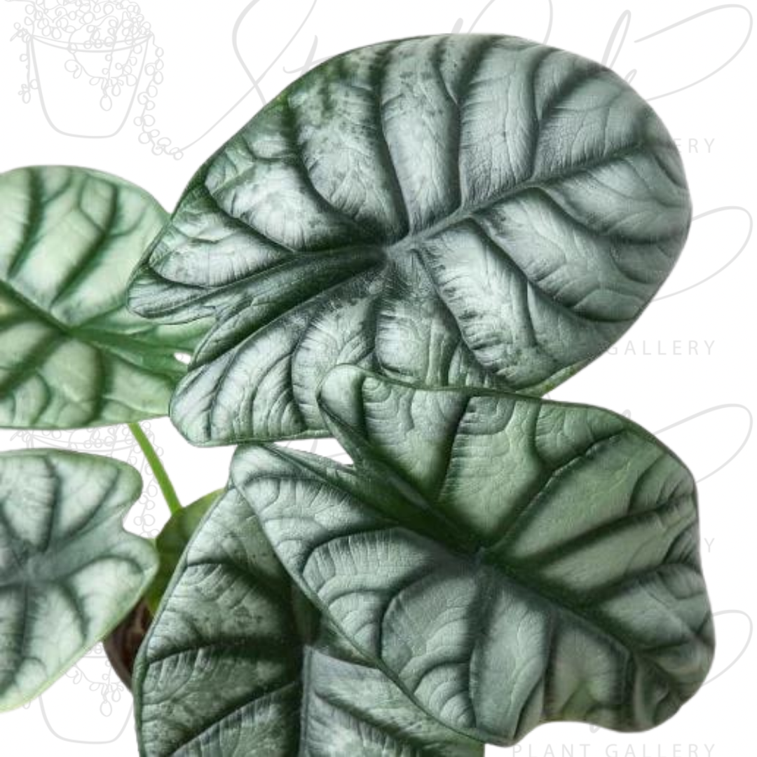 Alocasia Silver Dragon