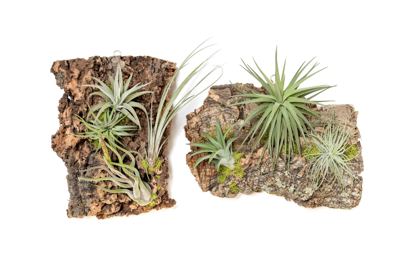 Fully Assembled Air Plant Cork Bark Displays- Multiple Sizes