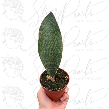 Shark Fin Snake Plant