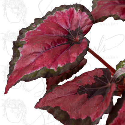 Begonia 'Rex' - 4 Pack Variety